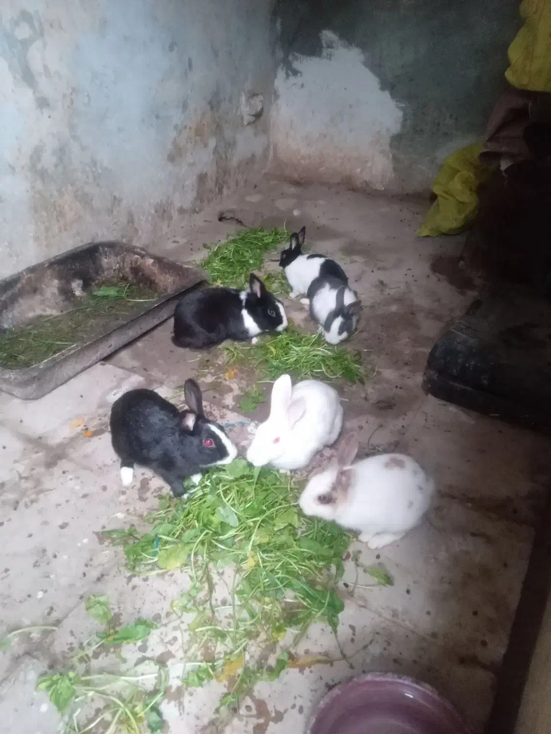 خرگوش|موش و خرگوش|گرگان, |دیوار