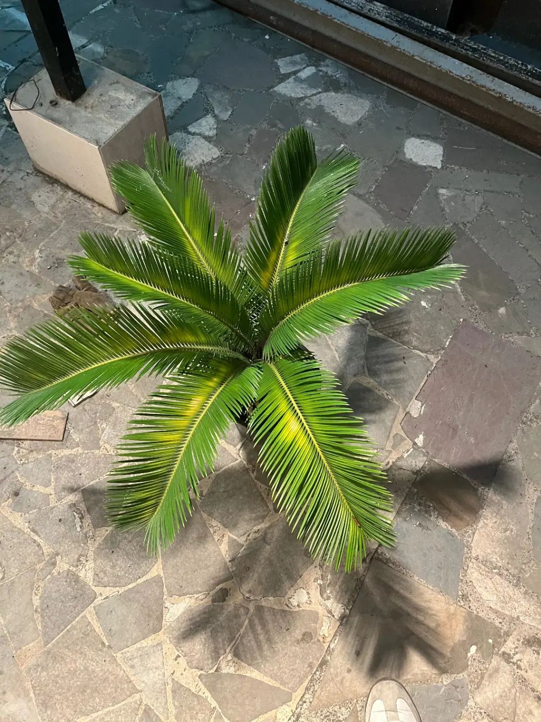 سیکاس|گل و گیاه طبیعی|رشت, بازار|دیوار