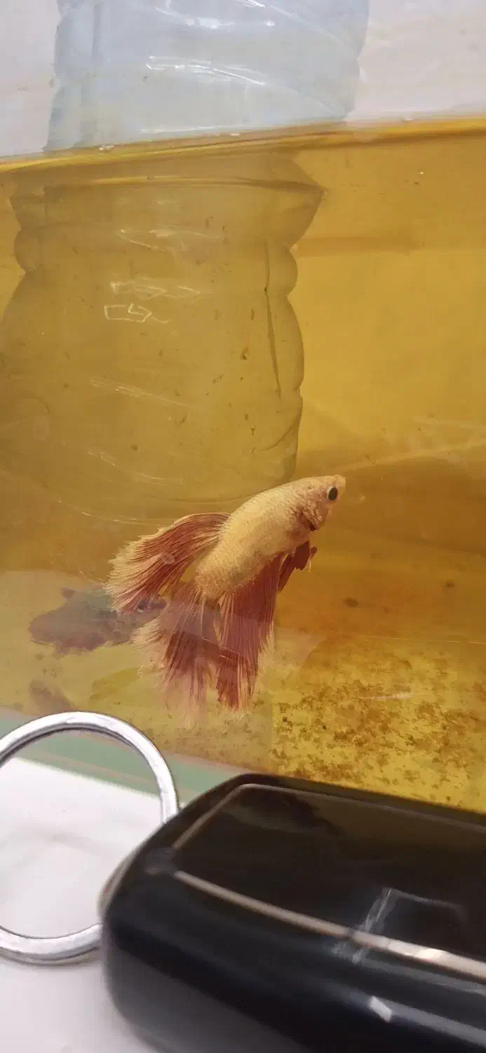 ماهی فایتر|ماهی|شیراز, شهرک فرهنگیان|دیوار