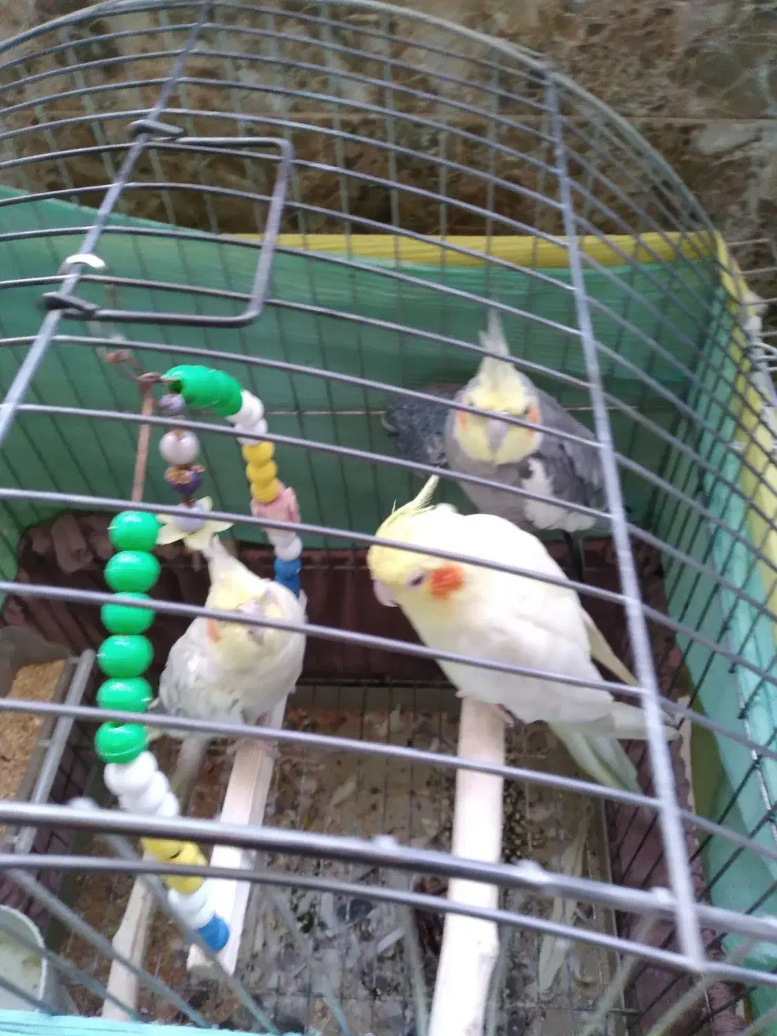 عروس هلندی|پرنده|تهران, مشیریه|دیوار