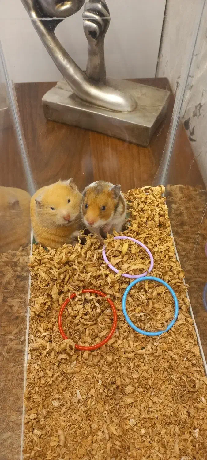 همستر کمپل دستی|موش و خرگوش|محمدیه-قزوین, |دیوار