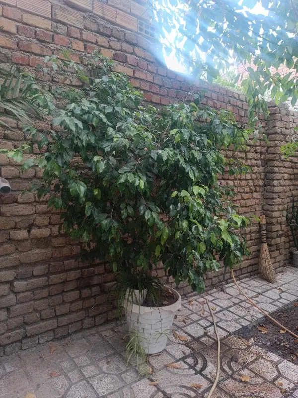 گل خانگی|گل و گیاه طبیعی|ارومیه, |دیوار