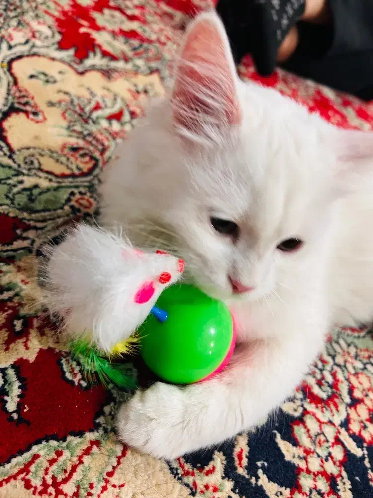 گربه|گربه|سیرجان, |دیوار