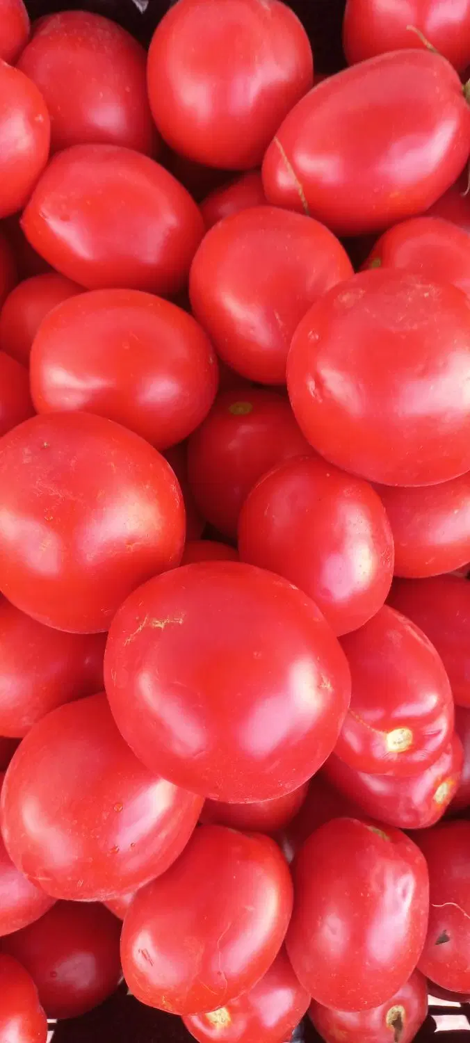 گوجه|خوردنی و آشامیدنی|تاکستان, |دیوار