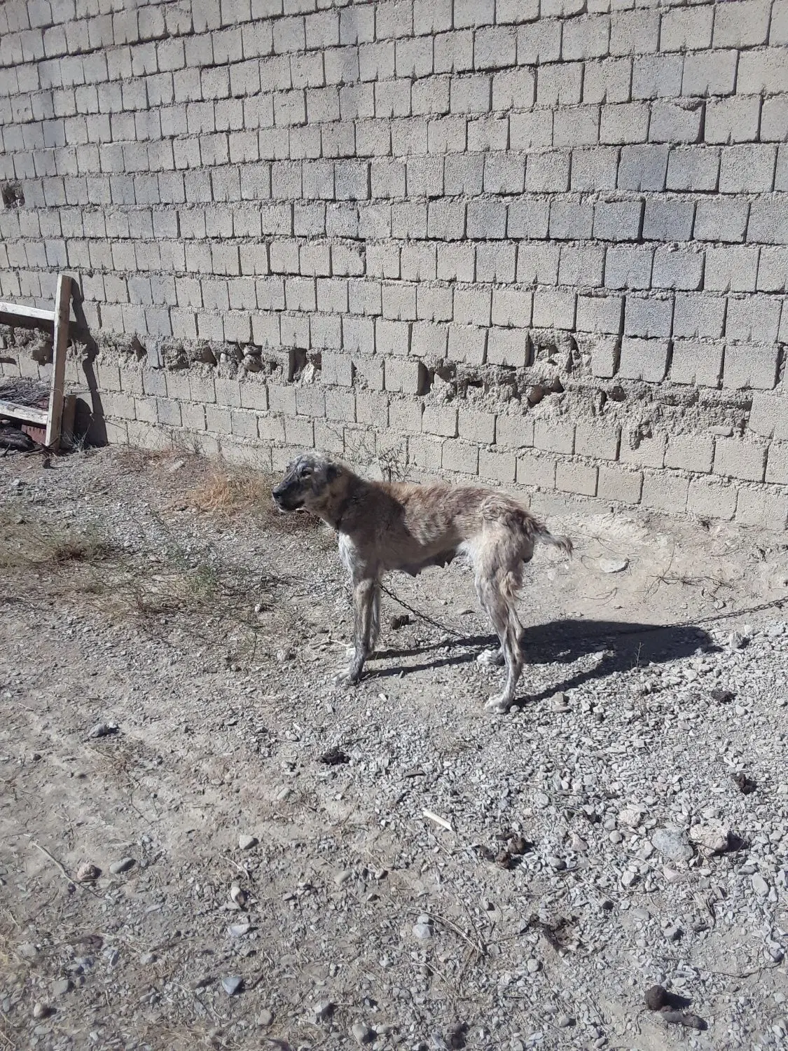 سگ ماده|سگ|شیروان (خراسان), |دیوار