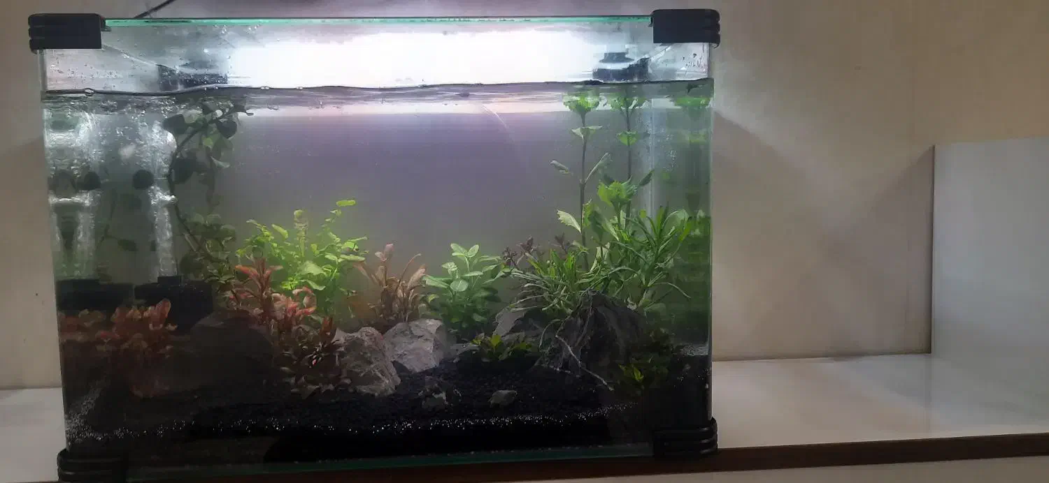 آکواریوم|ماهی|خمینی‌شهر, |دیوار