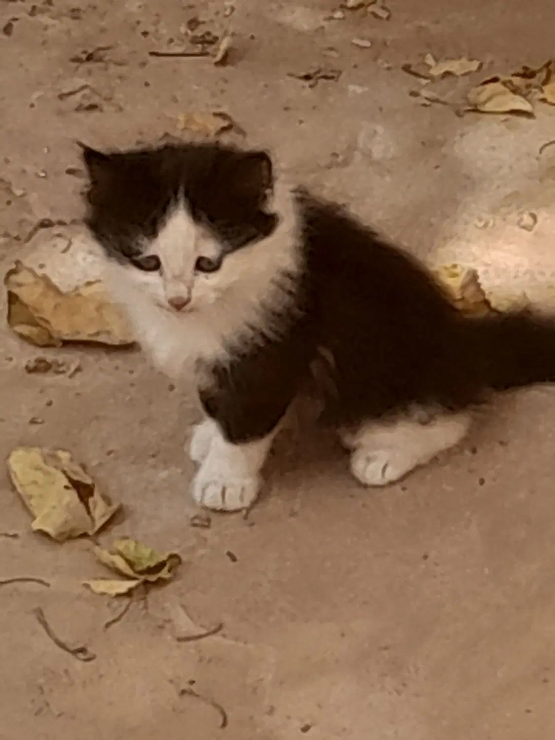 کربه|گربه|اردکان, |دیوار