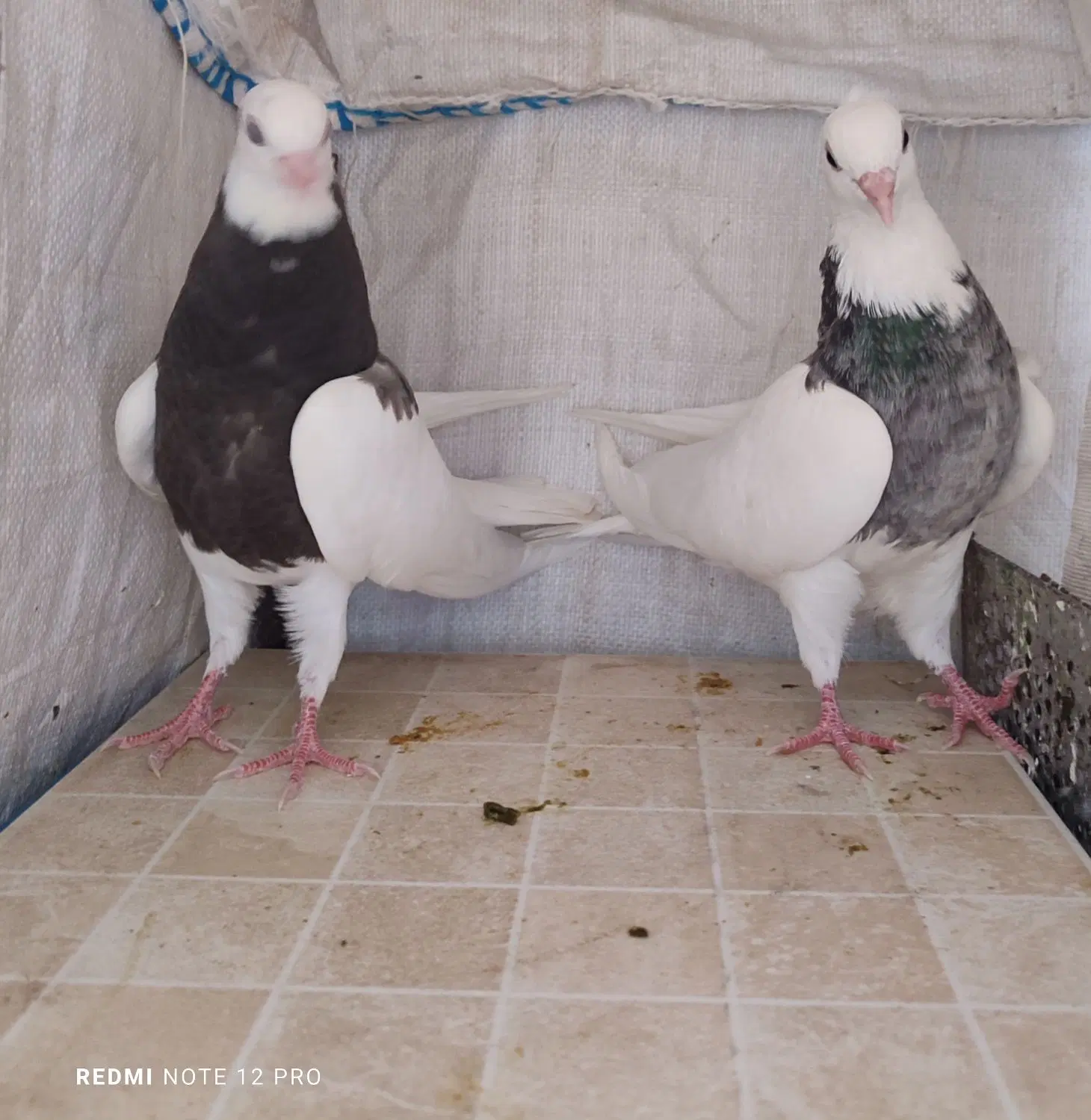طوقی|پرنده|دره شهر, |دیوار