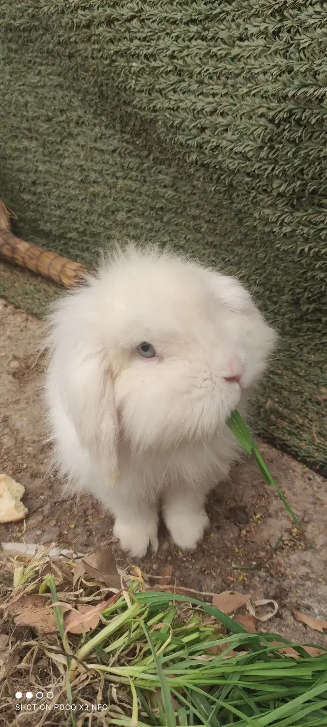 خرگوش لپی|موش و خرگوش|الوند, |دیوار