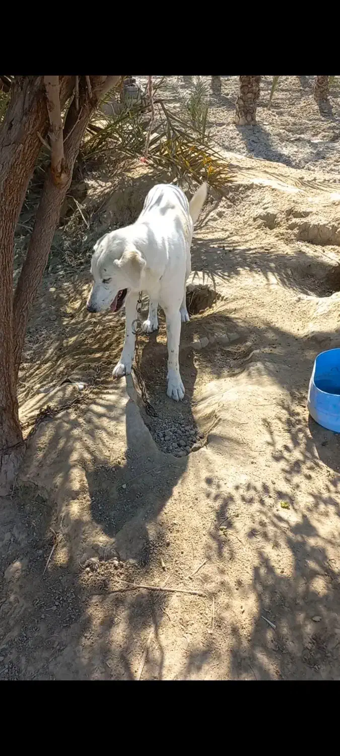 سگ شکاری|سگ|سعدآباد, |دیوار