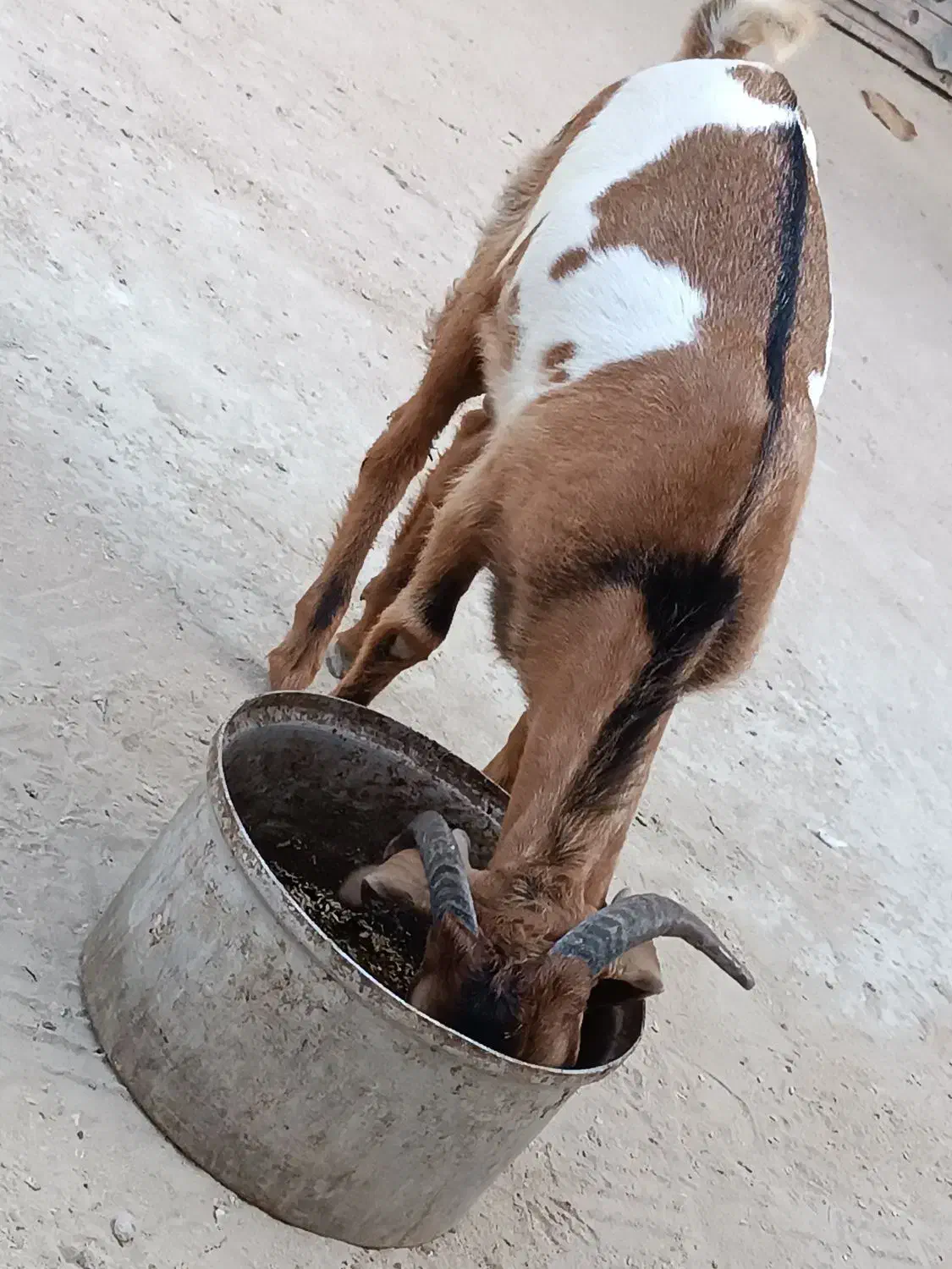 نری|حیوانات مزرعه|قشم, |دیوار