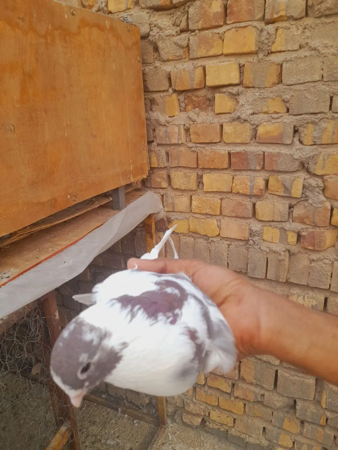 کفتر|پرنده|اردکان, |دیوار
