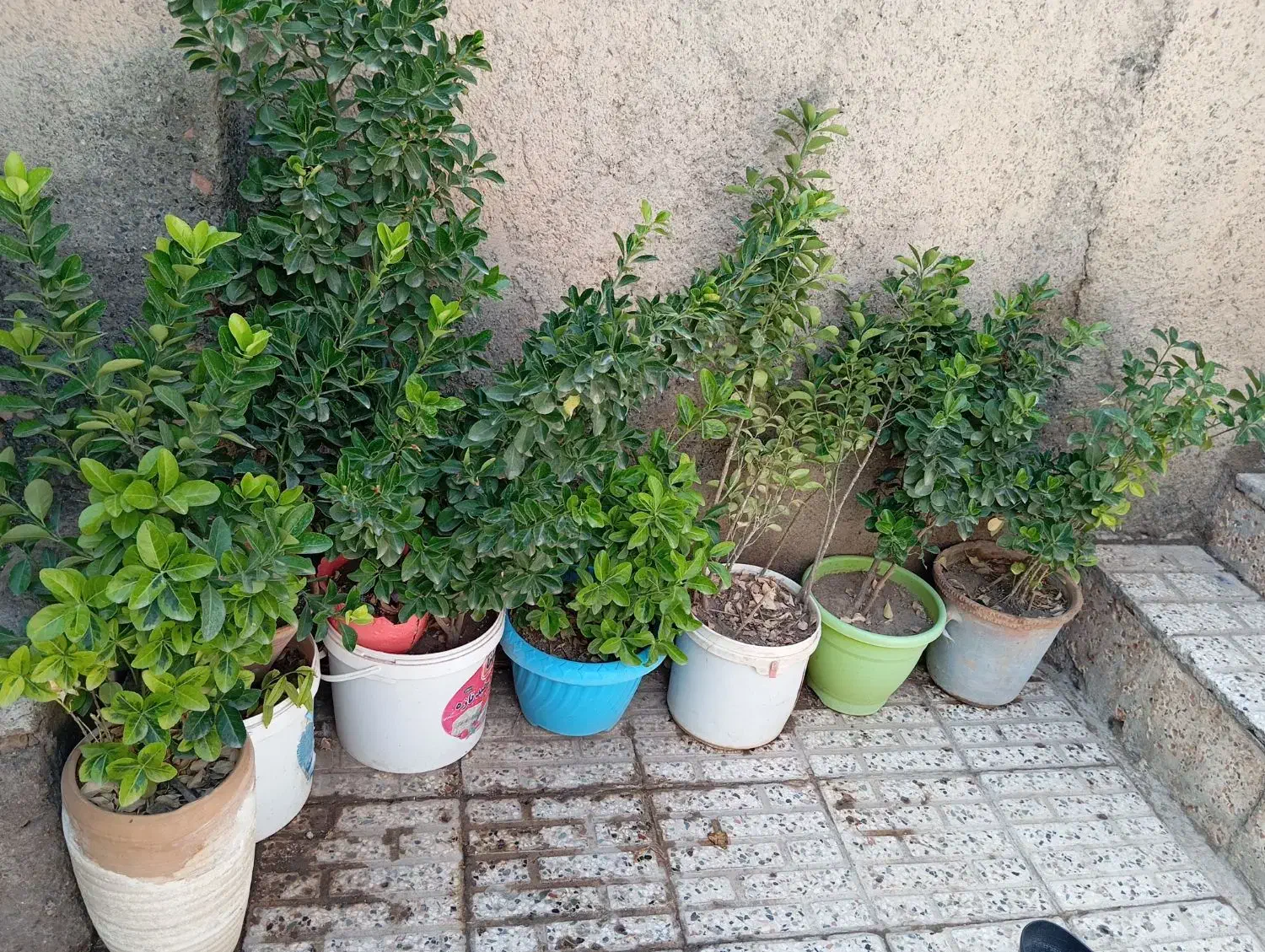 گل...|گل و گیاه طبیعی|نیشابور, رحمت آباد|دیوار