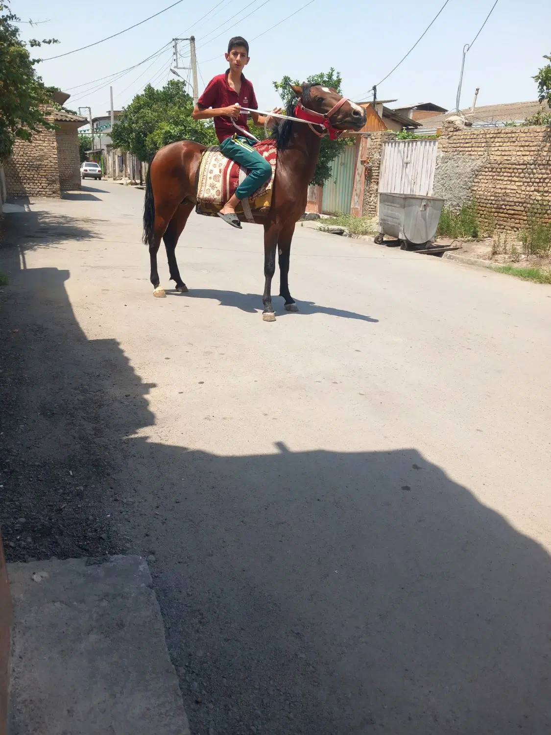 اسب|اسب و تجهیزات اسب‌سواری|جلین, |دیوار
