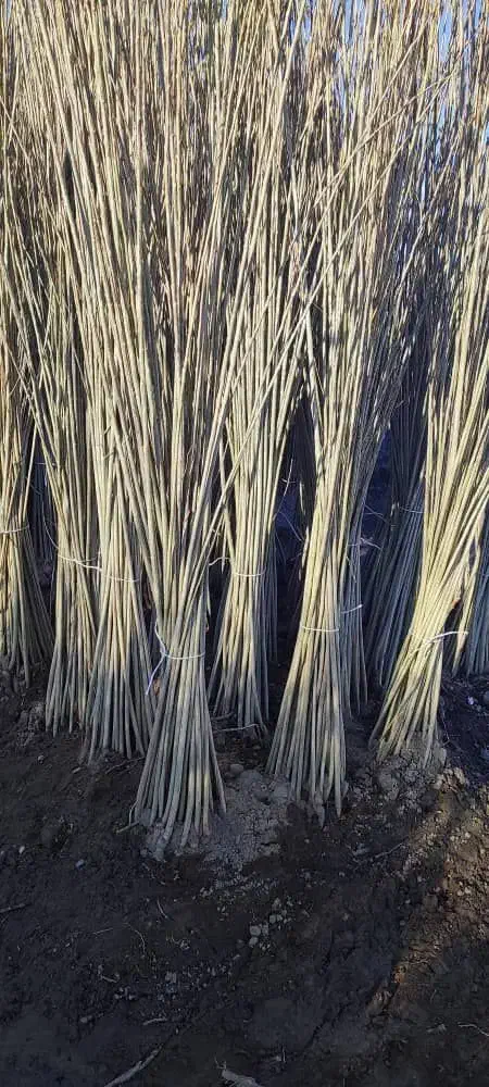 صنوبرتبریزی و...نیگرا|خدمات باغبانی و درختکاری|بانه, |دیوار