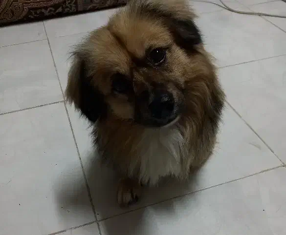 واگذاری سگ|سگ|رشت, لاکان شهر|دیوار