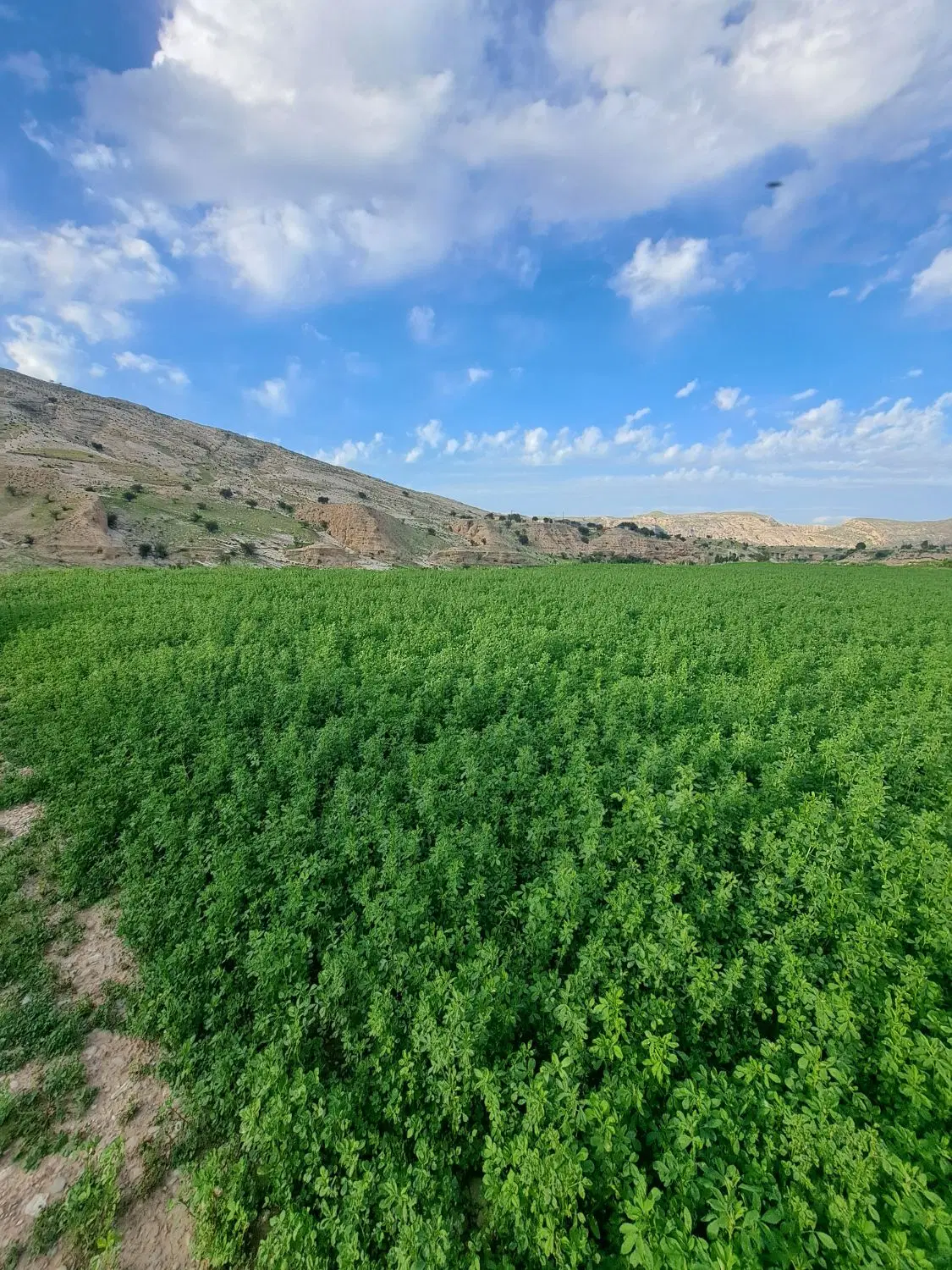 یونجه|خدمات باغبانی و درختکاری|دوگنبدان, |دیوار