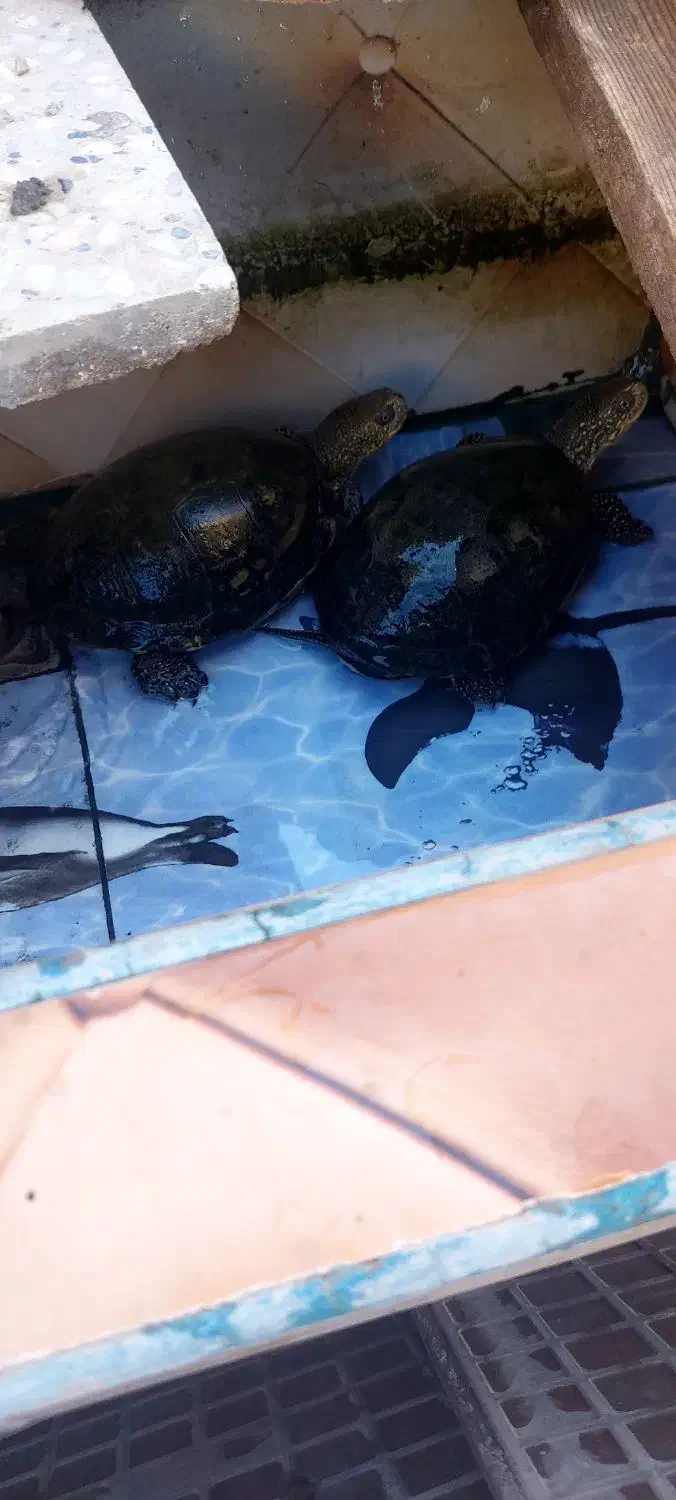 مرغ گلین سرچشمه زارچ|خزنده|زارچ, |دیوار