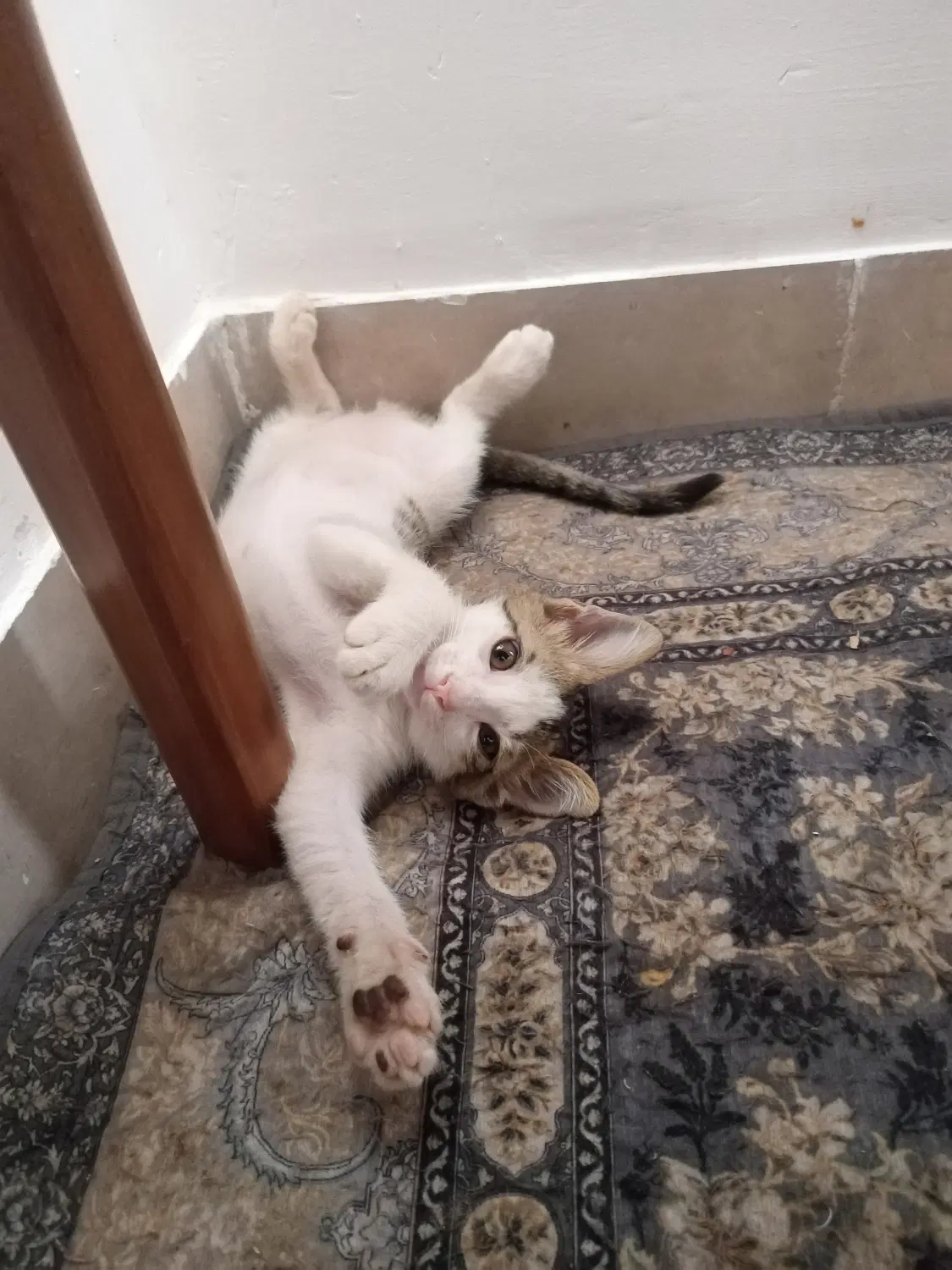 گربه|گربه|سمنان, |دیوار
