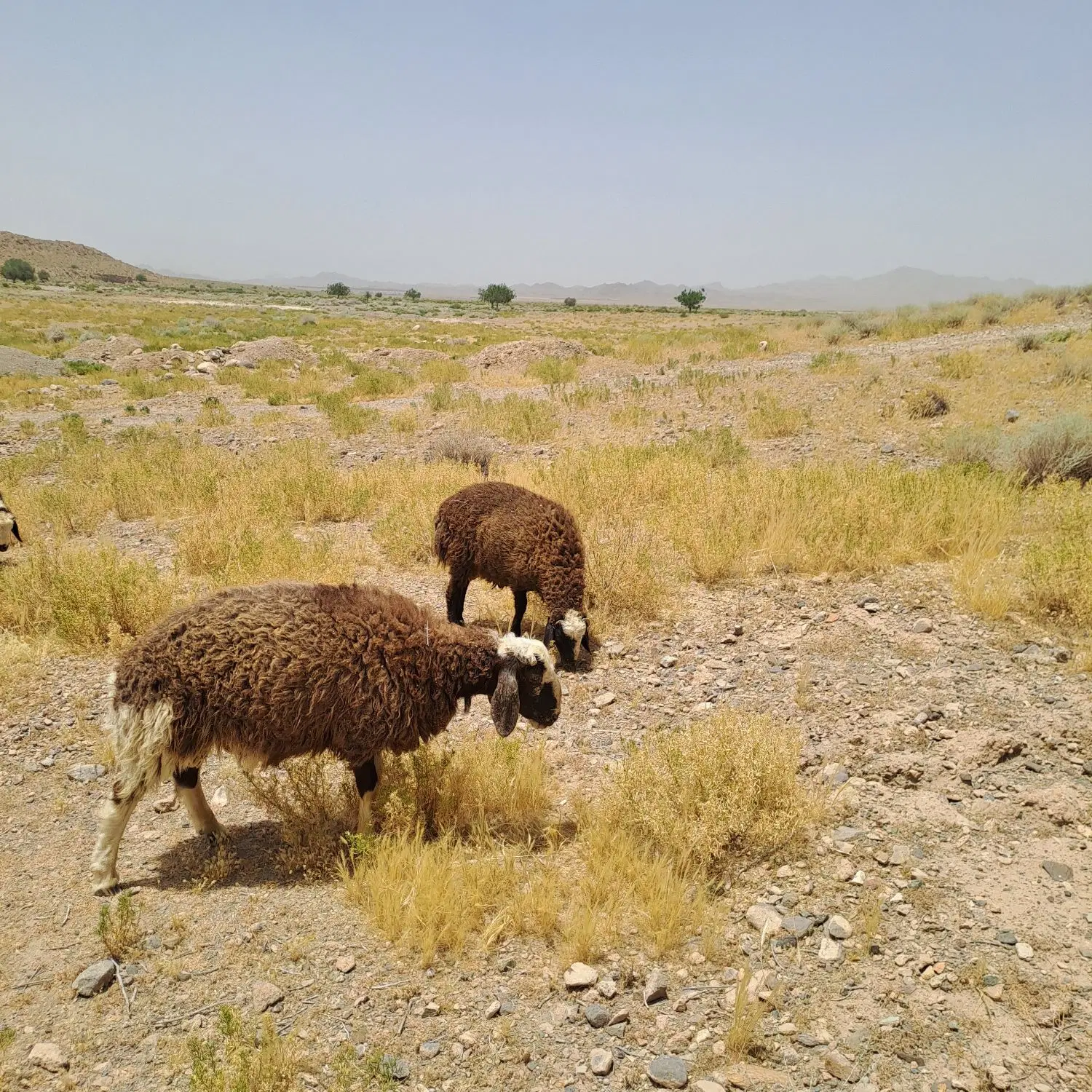 بره|حیوانات مزرعه|بافت, |دیوار
