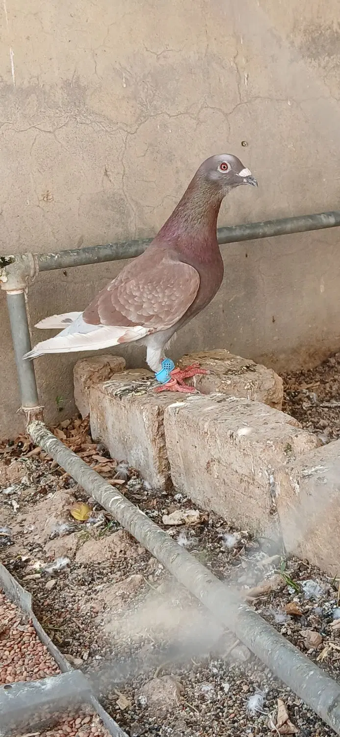 کبوتر|پرنده|کوهمره, |دیوار