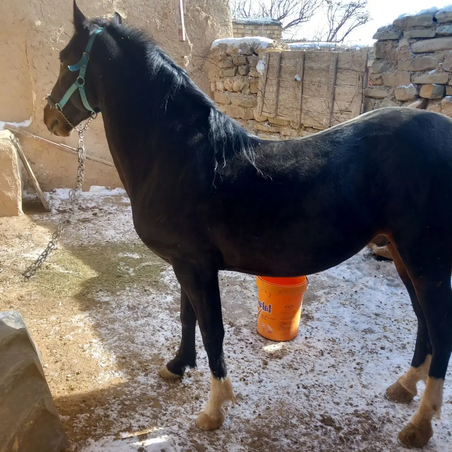 اسب|اسب و تجهیزات اسب‌سواری|همدان, |دیوار