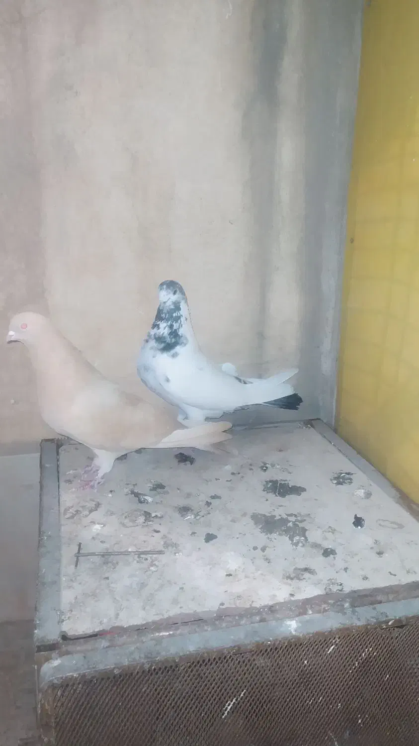 کبوتر|پرنده|تهران, شهرک ولیعصر جنوبی|دیوار