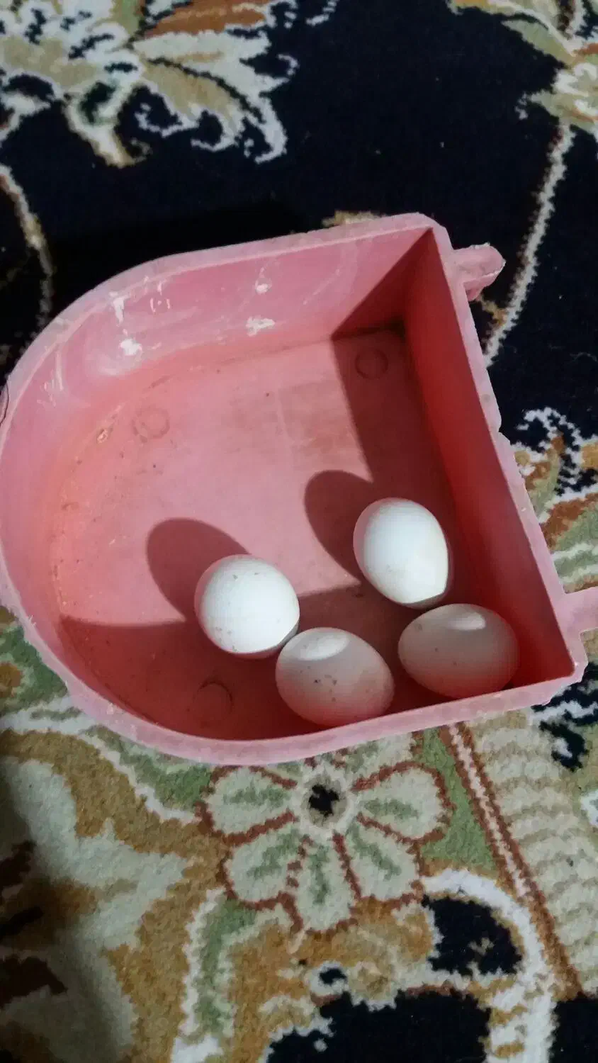 عروس هلندی جفت جوان|حیوانات مزرعه|مشهد, کوشش|دیوار