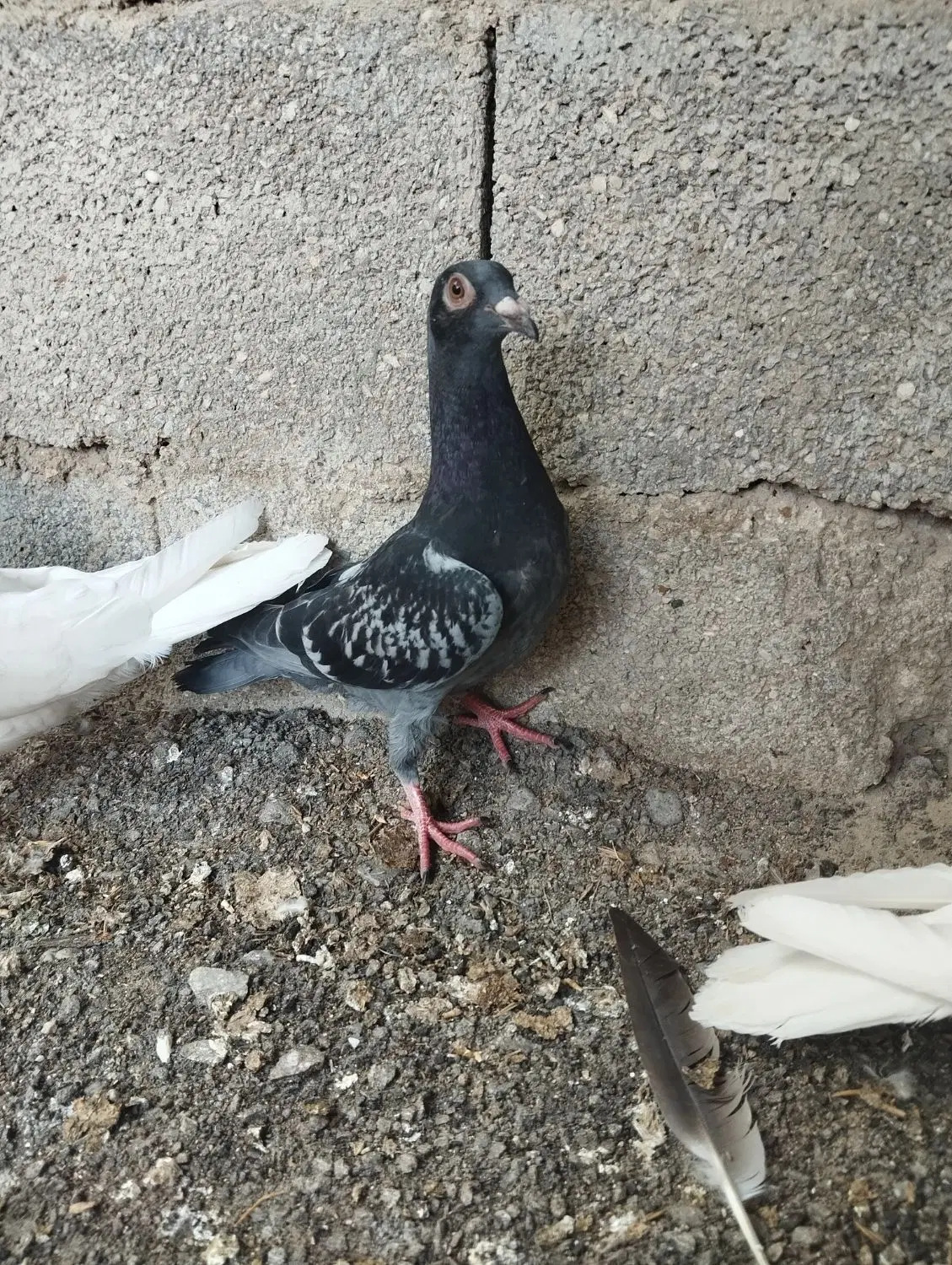 کبوتر|پرنده|نورآباد ممسنی, |دیوار