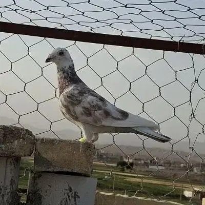 گرفتنی|پرنده|سبزوار, هویزه|دیوار