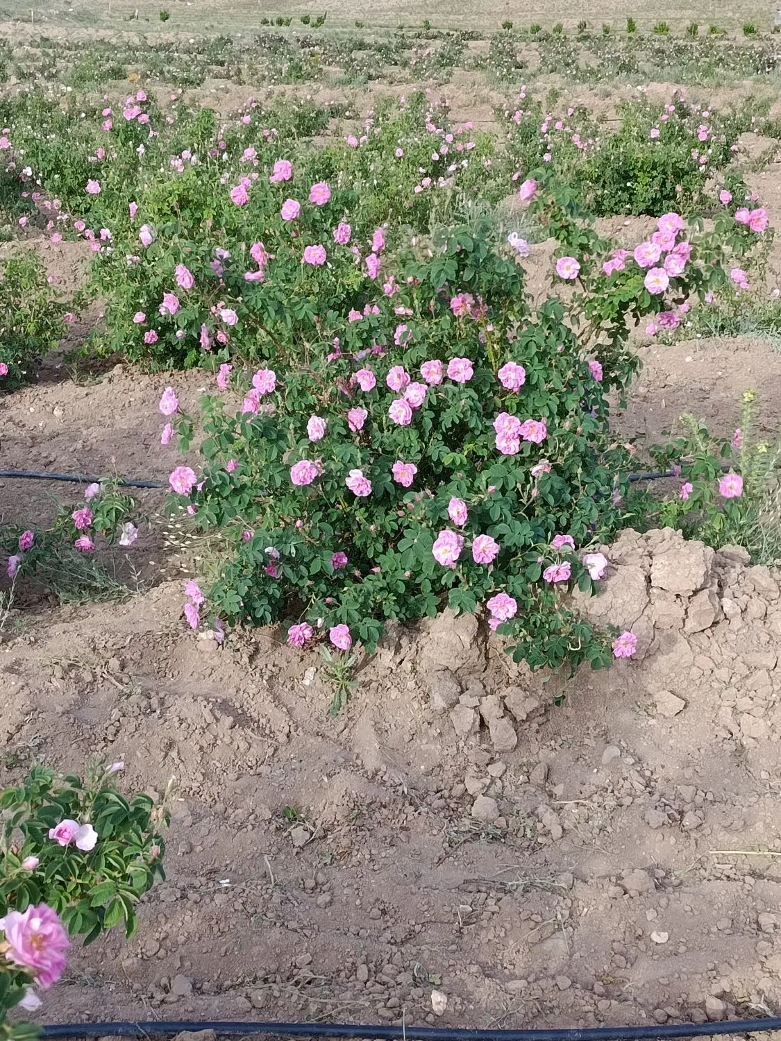 گلاب|خوردنی و آشامیدنی|سبزوار, فیاض|دیوار