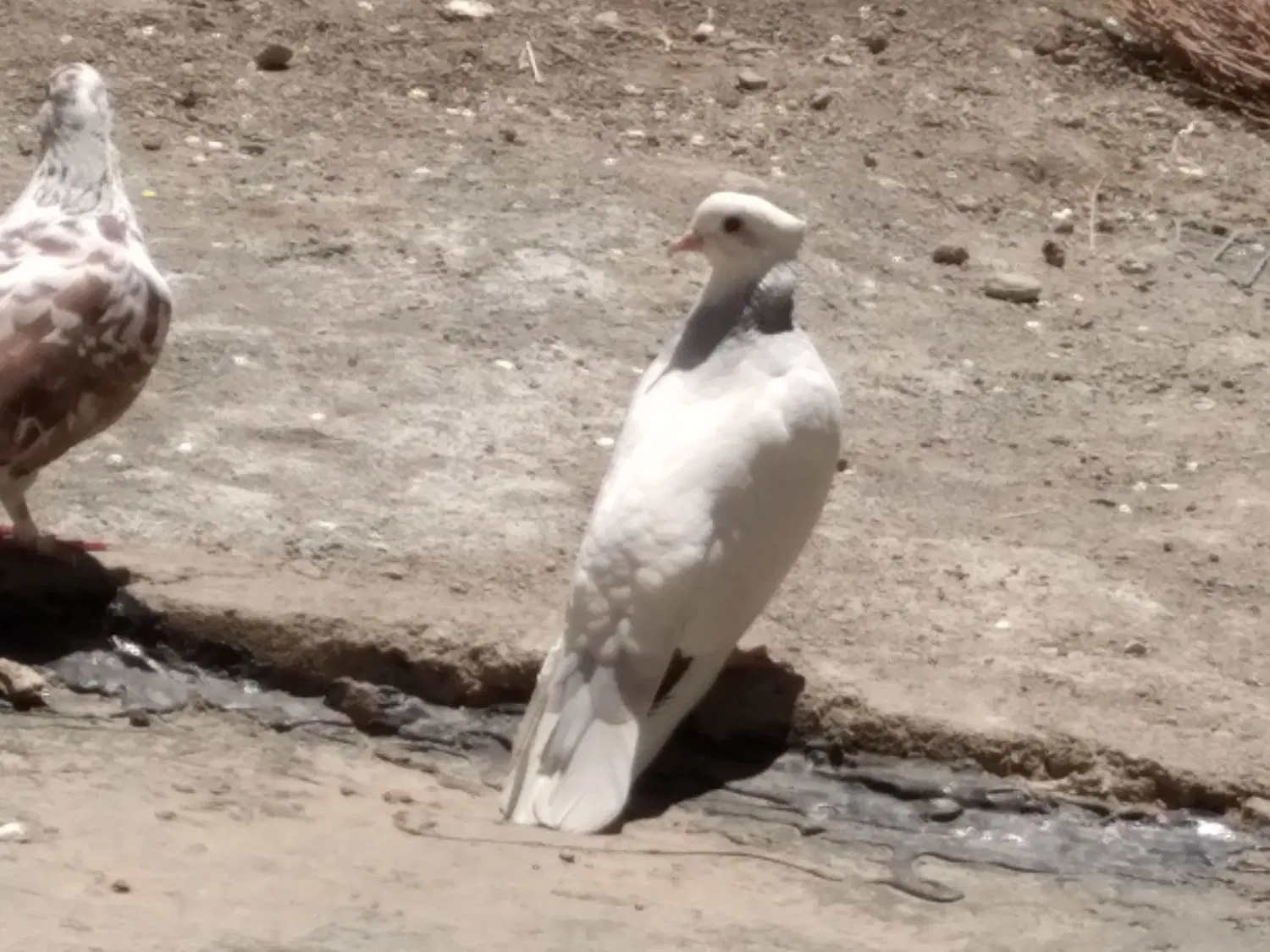 کبوتر|پرنده|سراب, |دیوار