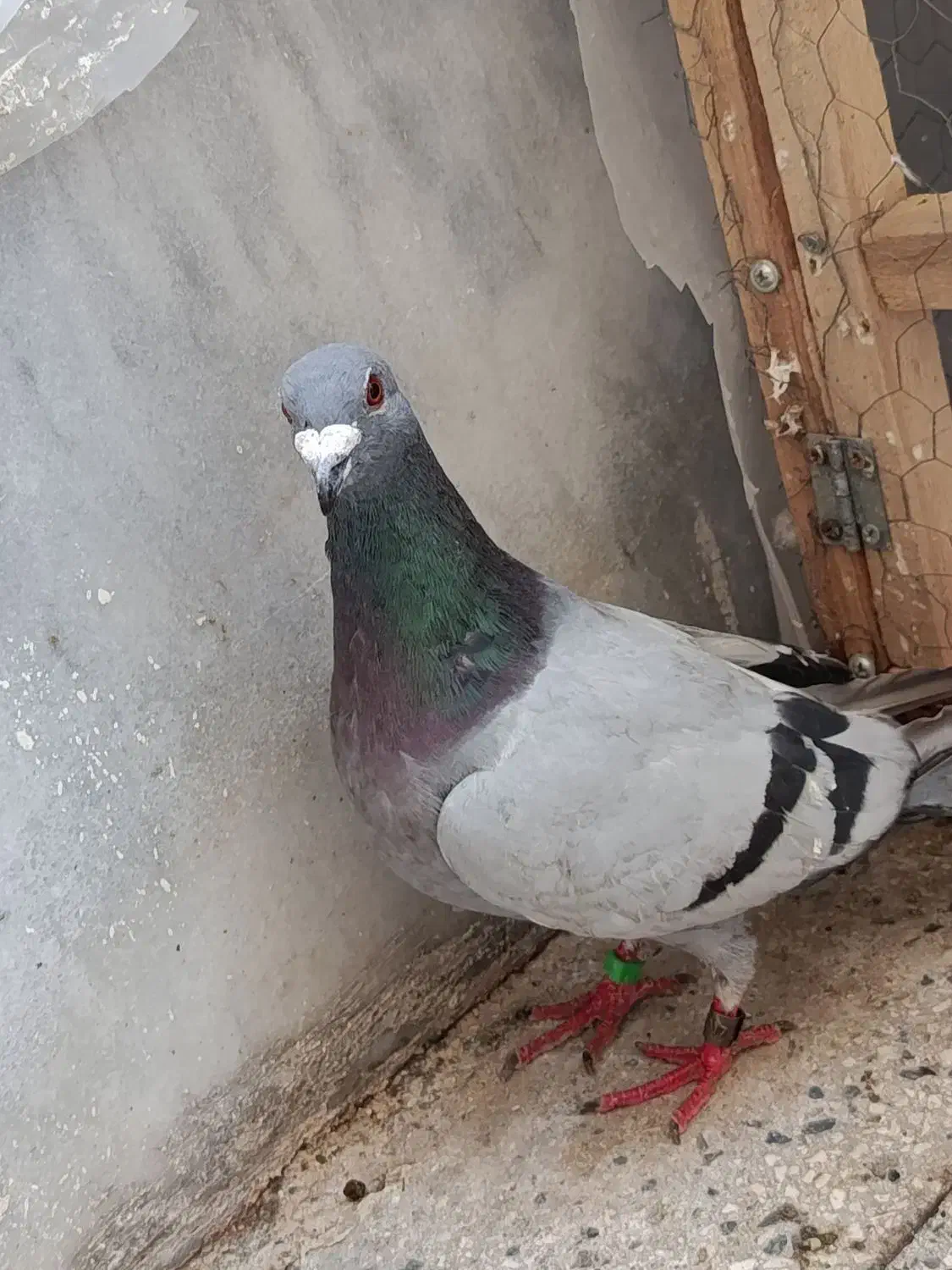 پلاکی|پرنده|ساوه, |دیوار