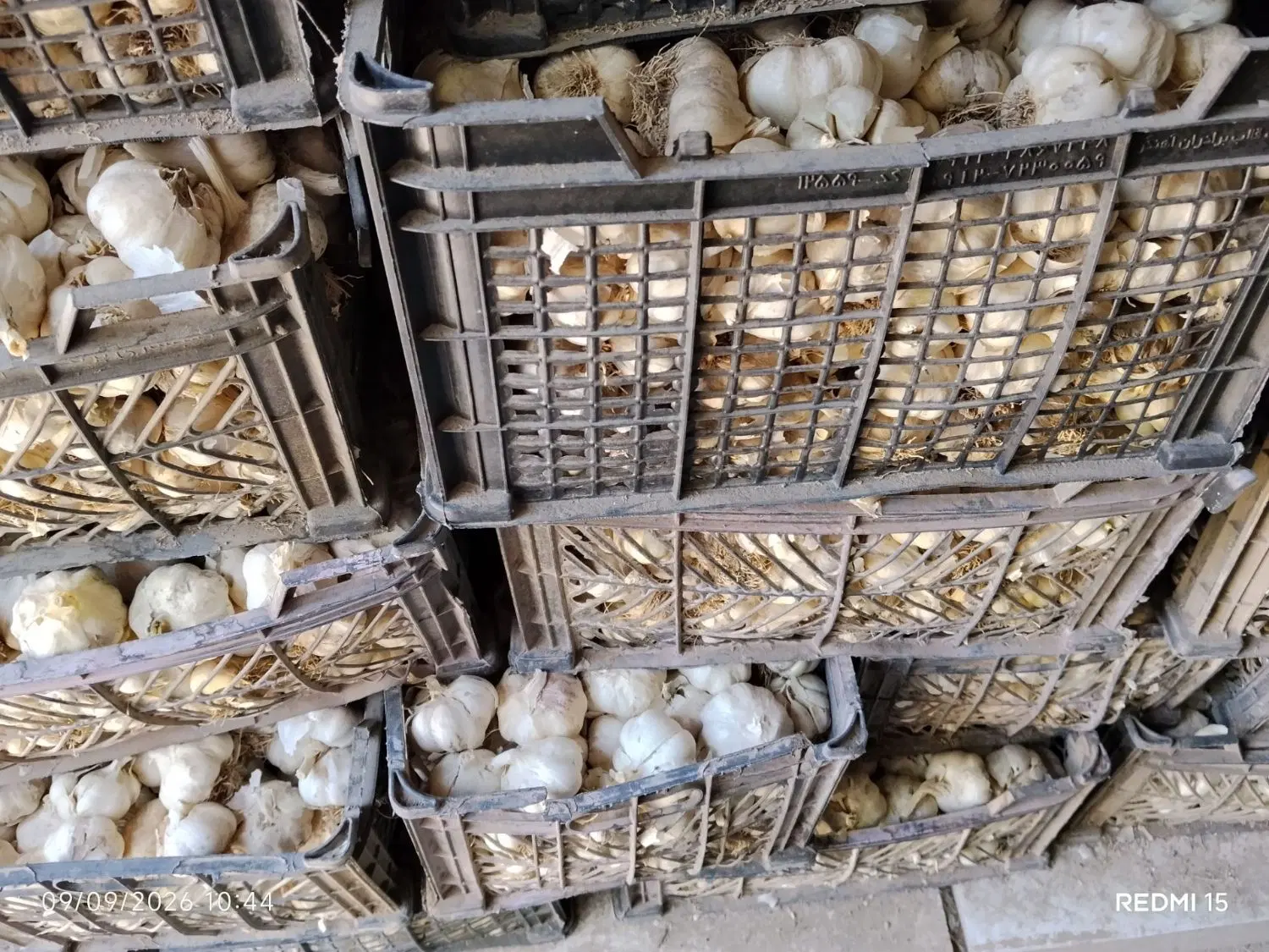 سیر|عمدهفروشی|کوار, |دیوار