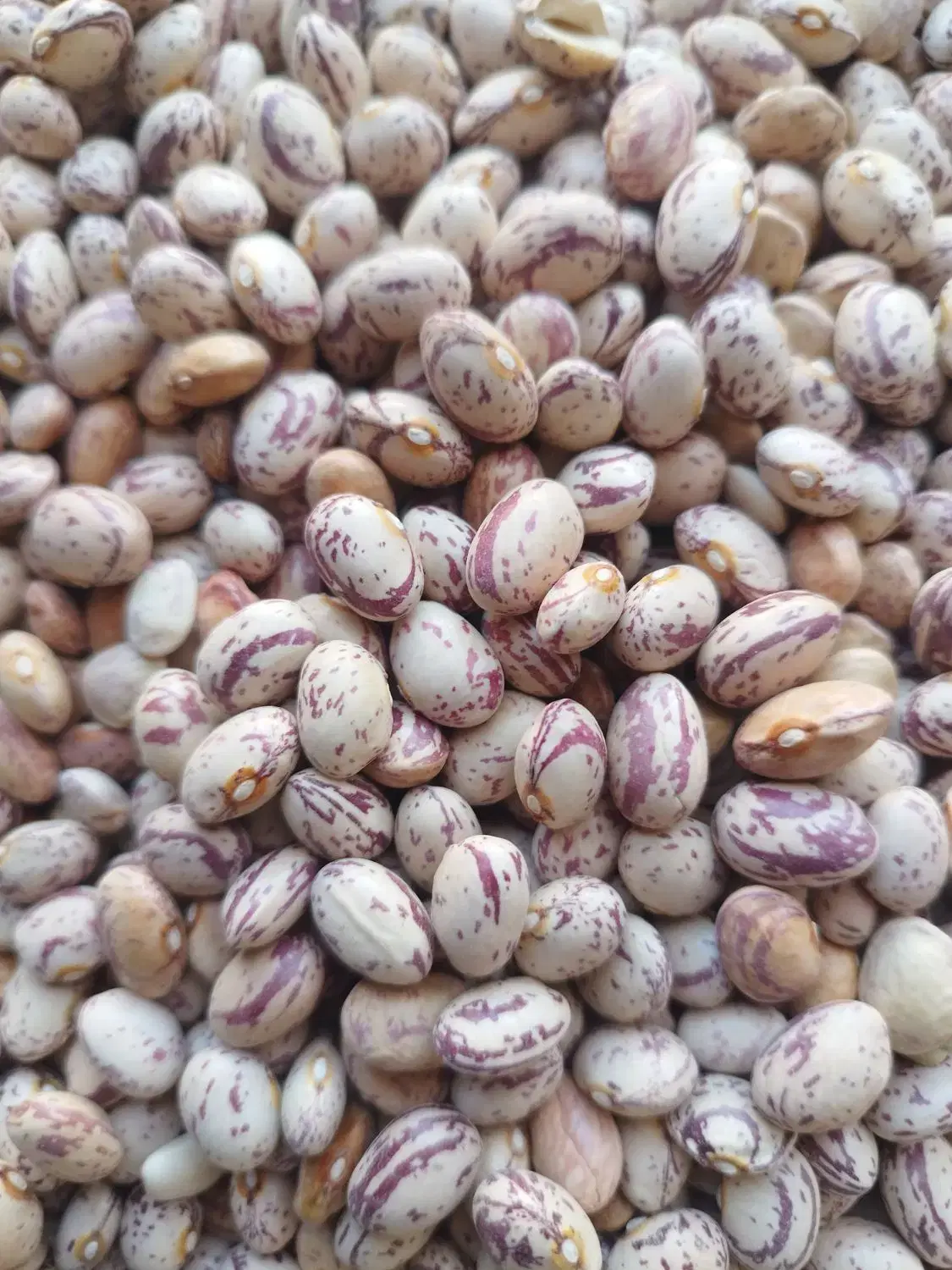 لوبیا|خوردنی و آشامیدنی|حسن آباد, |دیوار