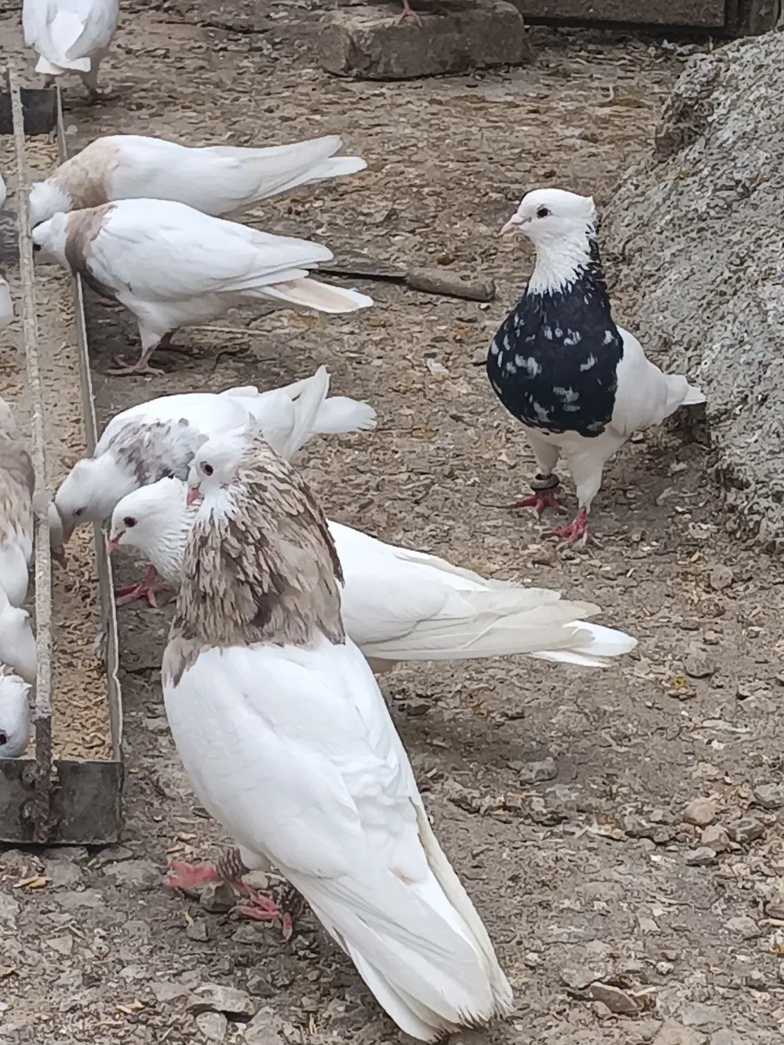 کبوتر|پرنده|چرام, |دیوار