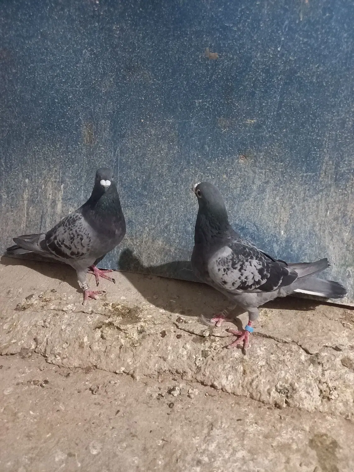 کبوتر|پرنده|معصومیه, |دیوار