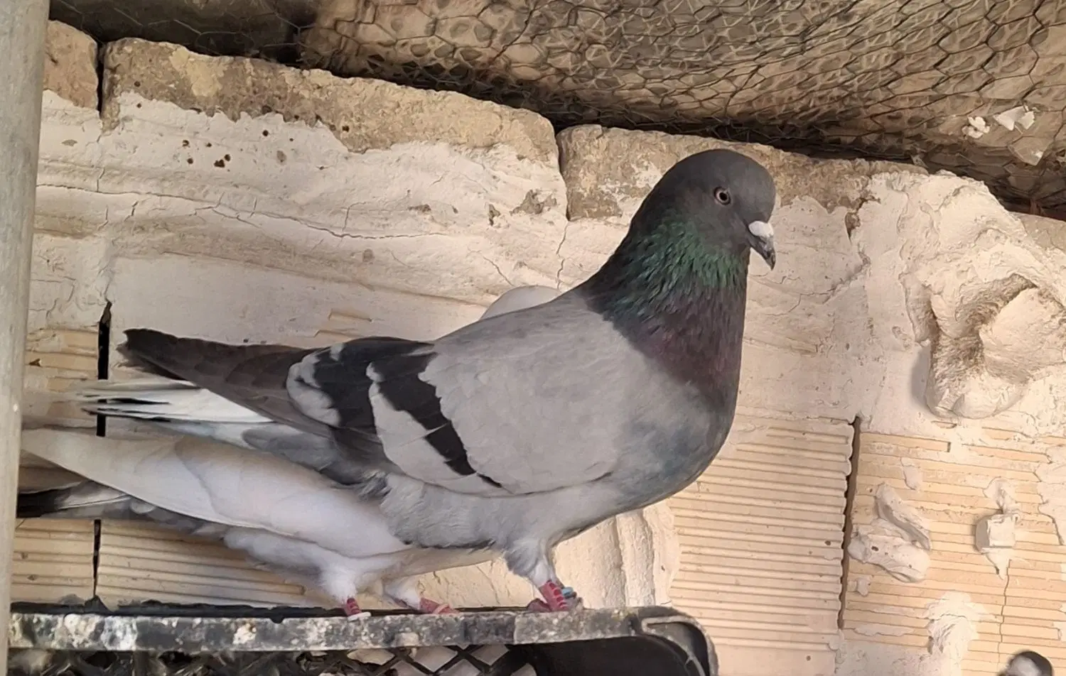 کبوتر|پرنده|سرپل ذهاب, |دیوار