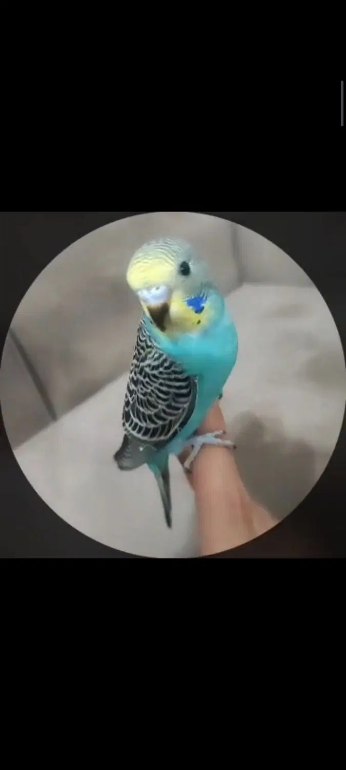 مرغ عشق|پرنده|کلاچای, |دیوار