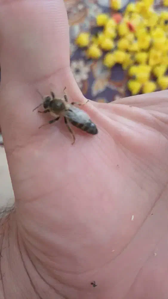 زنبورعسل|حیوانات مزرعه|اصفهان, بوستان ناژوان|دیوار