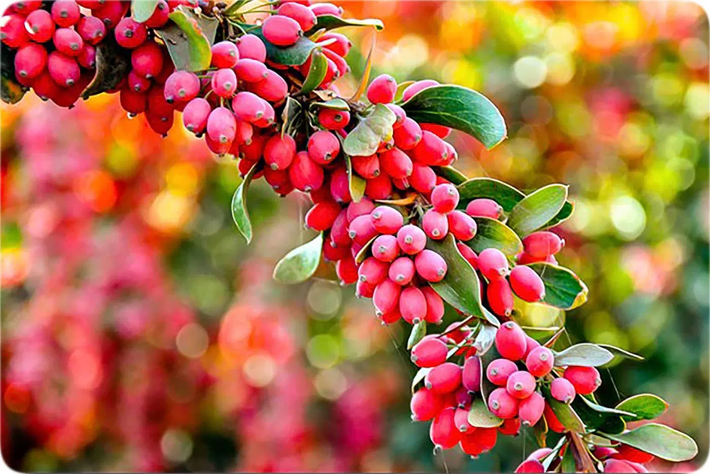 زرشک|خوردنی و آشامیدنی|مشهد, ایوان|دیوار