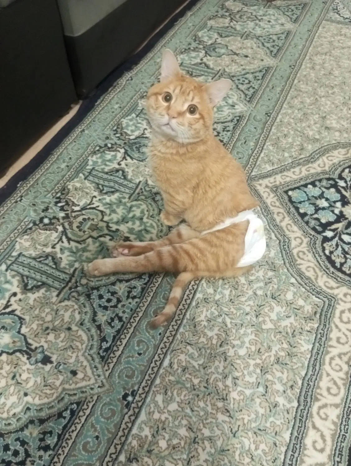 گربه|گربه|رفسنجان, |دیوار