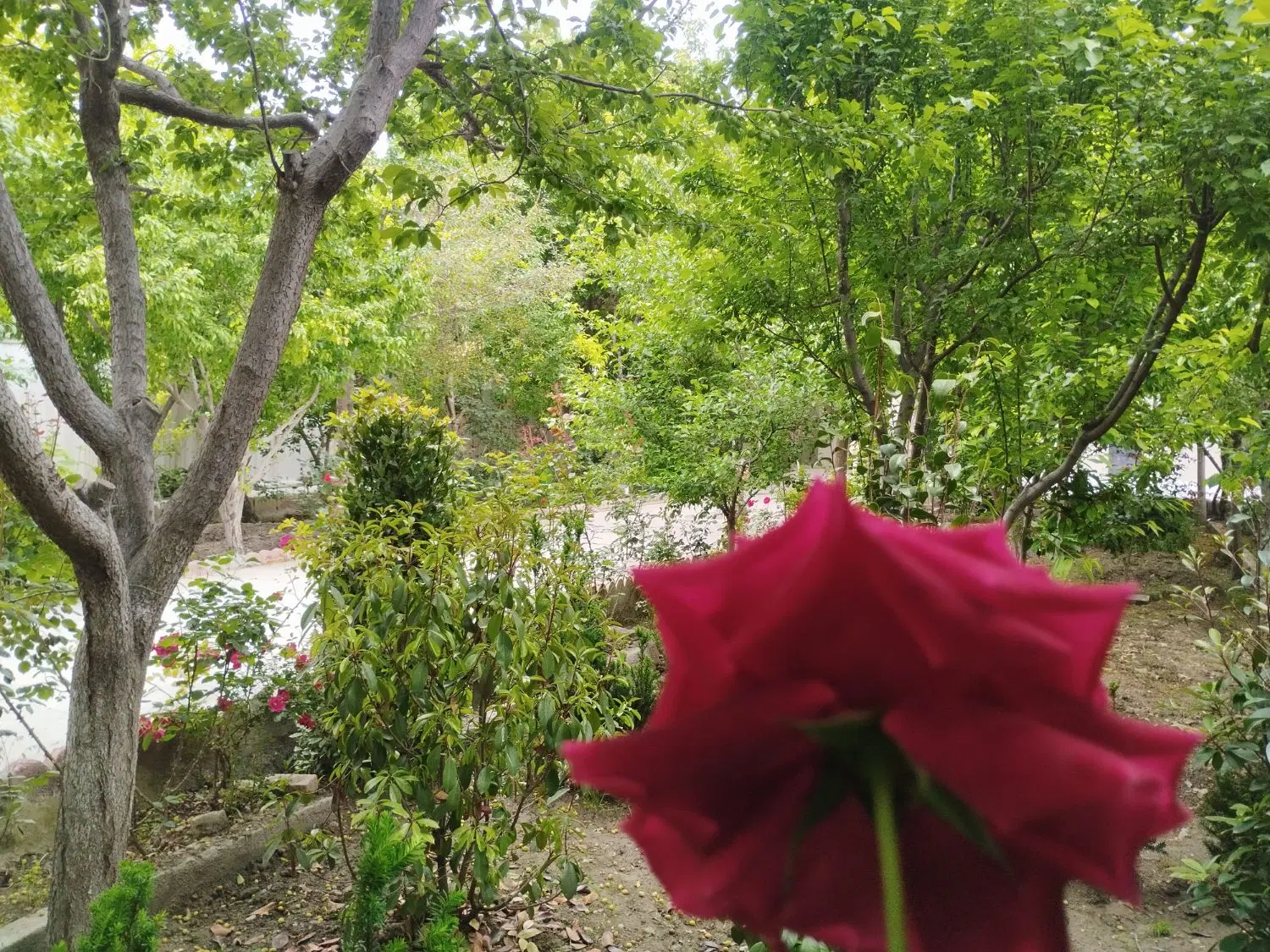 تصویر 15
