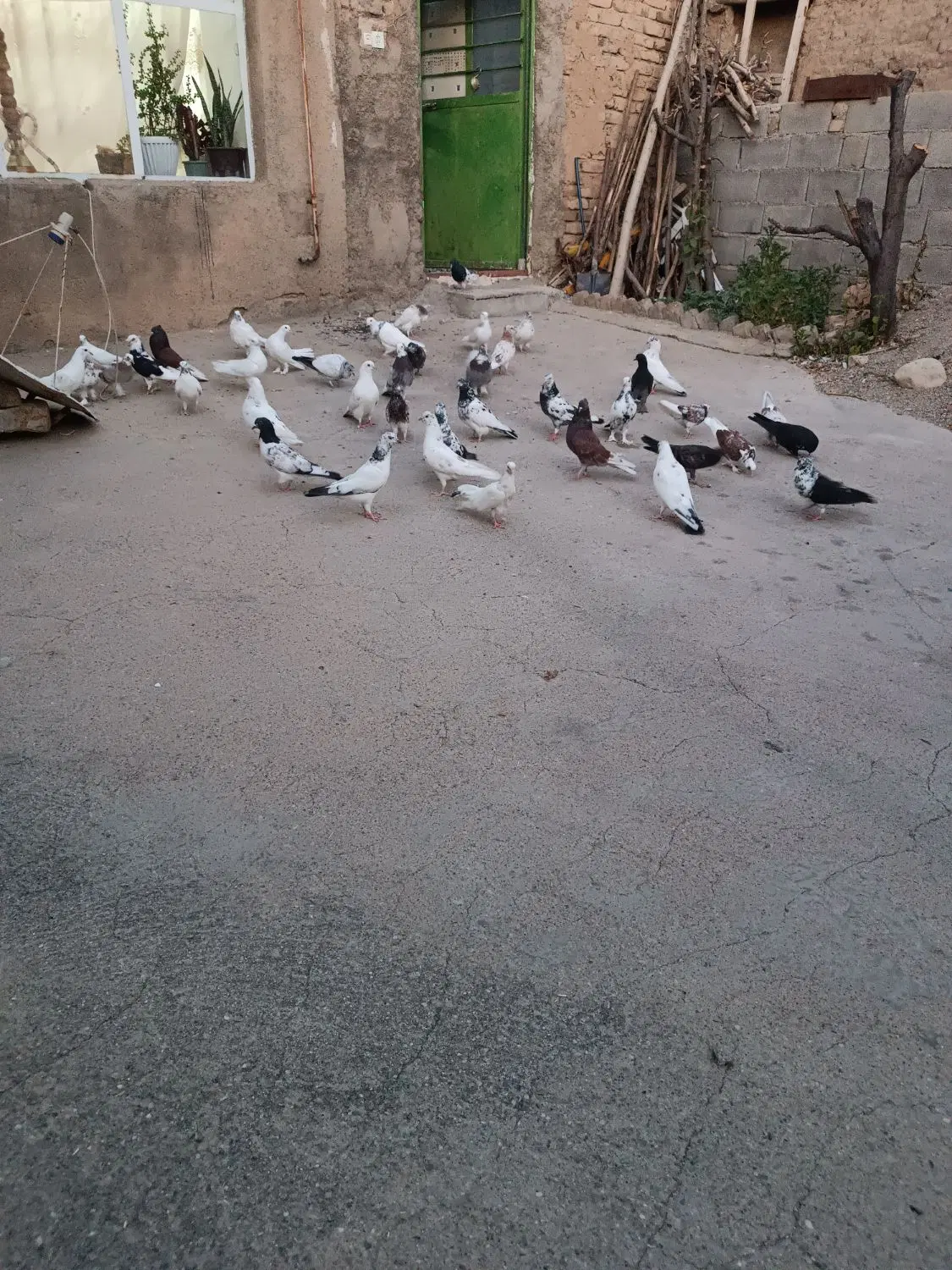 کفتر|پرنده|نهاوند, |دیوار