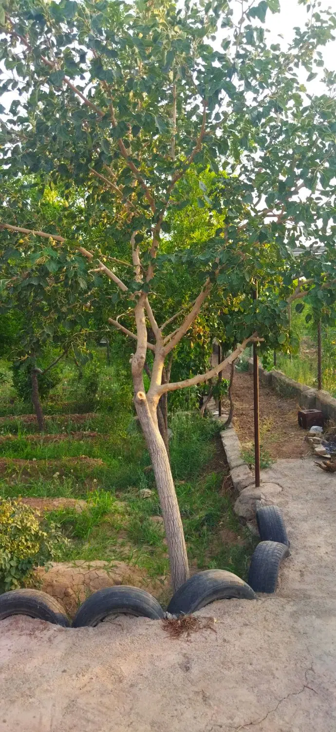 تصویر 2