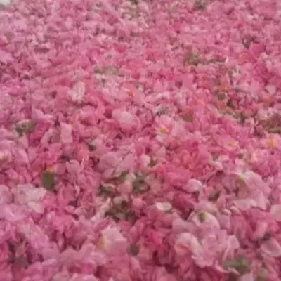 گل محمدی|خوردنی و آشامیدنی|کوهسرخ, |دیوار