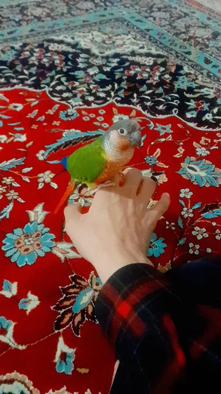 پرنده|پرنده|اسلام‌‌آباد غرب, |دیوار