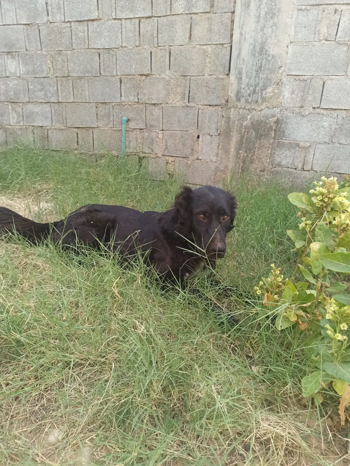 سگ قدرجونی|سگ|سعدآباد, |دیوار
