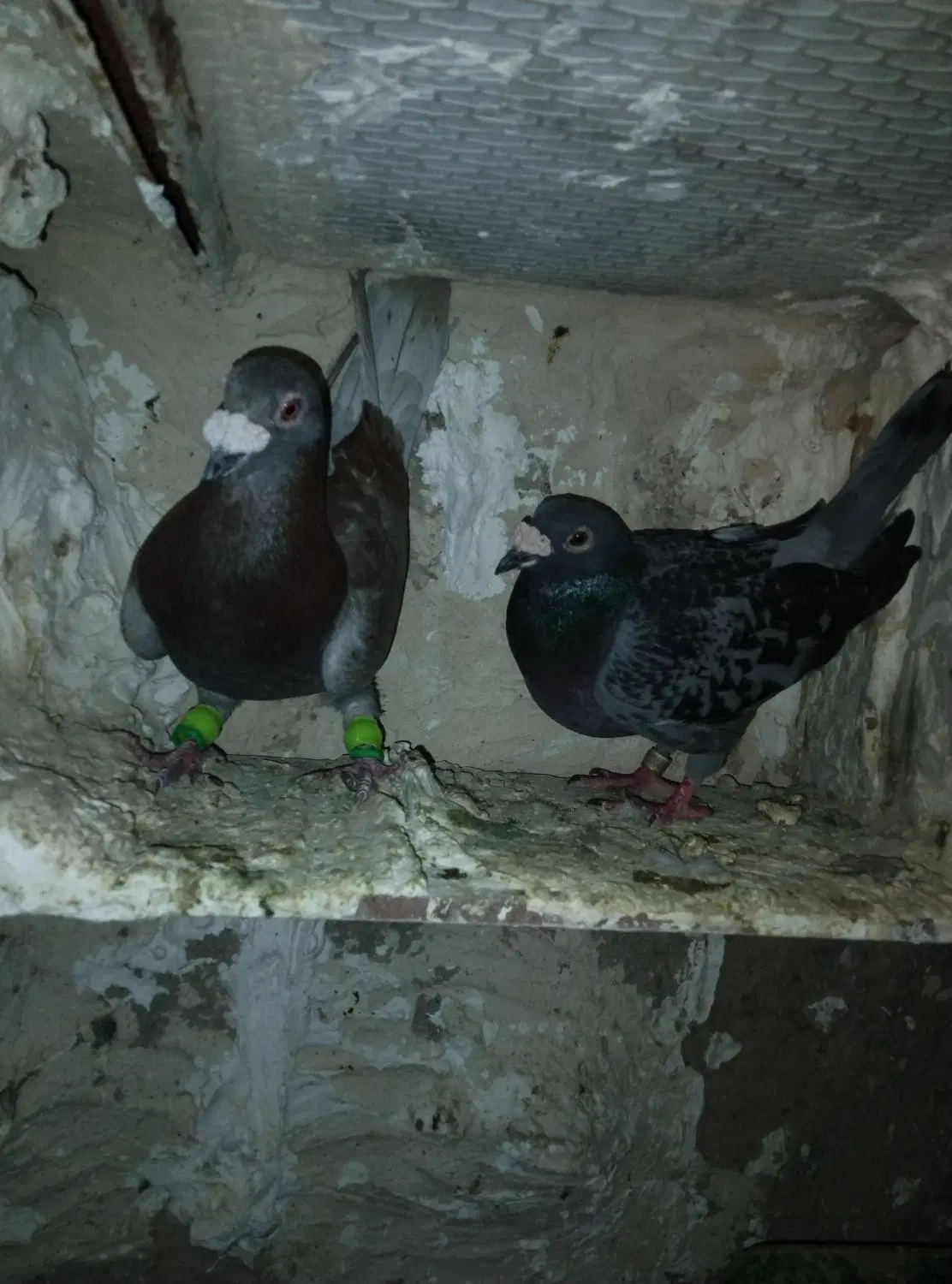 کفتر|پرنده|سده (خراسان جنوبی), |دیوار