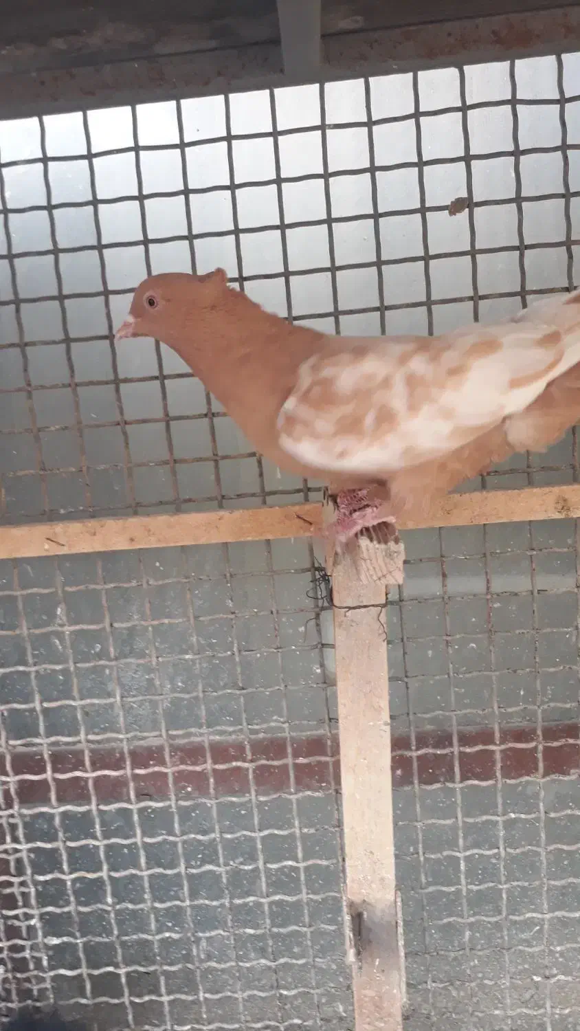 کبوتر|پرنده|شیراز, لب آب|دیوار